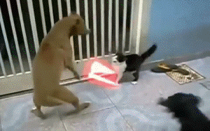 Cat using magic want to fight dog