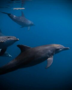 How Can I Save the Earth, Planet, World, Mankind, ocean & All Life?